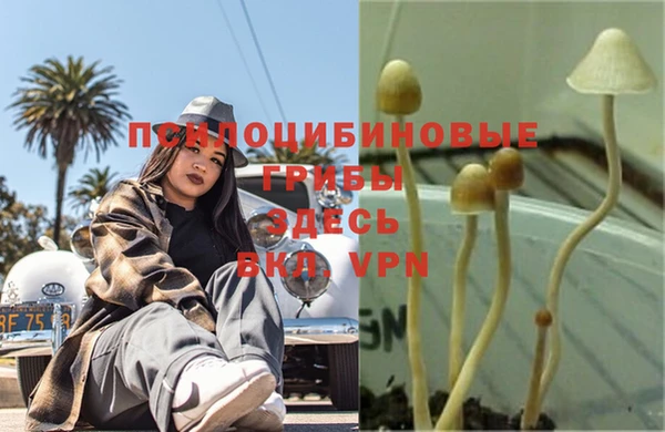 PSILOCYBIN Абдулино